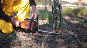 Best Tree Preservation Services  in University Of Pittsburgh Johnstown, PA