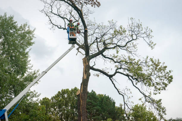 Tree and Shrub Care in University Of Pittsburgh Johnstown, PA