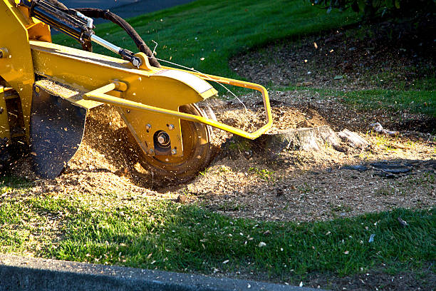 Seasonal Cleanup in University Of Pittsburgh Johnstown, PA