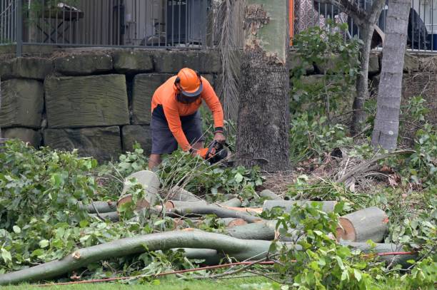 Why Choose Our Tree Removal Services in University Of Pittsburgh Johnstown, PA?