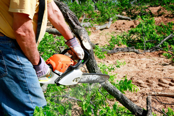 Best Tree Removal Service  in University Of Pittsburgh Johnstown, PA